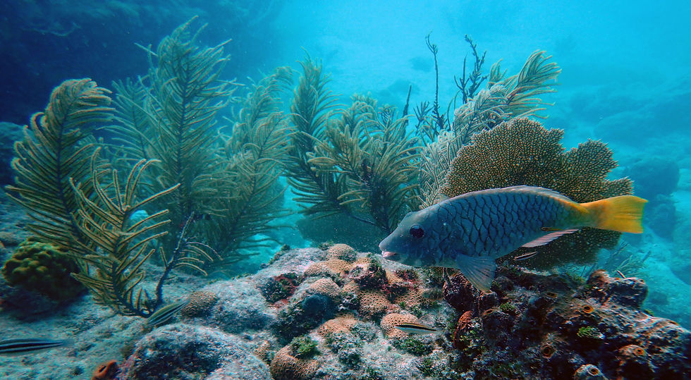 yellowtail parrotfish