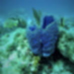 lavender vase sponge