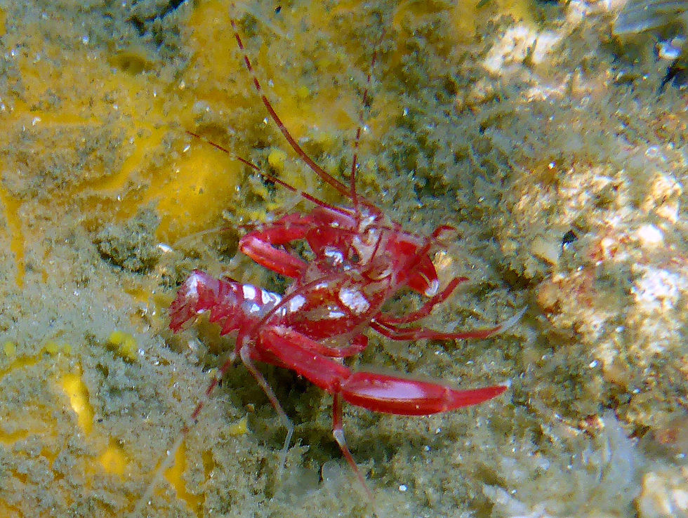 crimson coral shrimp (3)