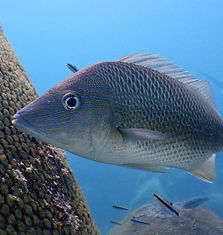 white grunt (2)