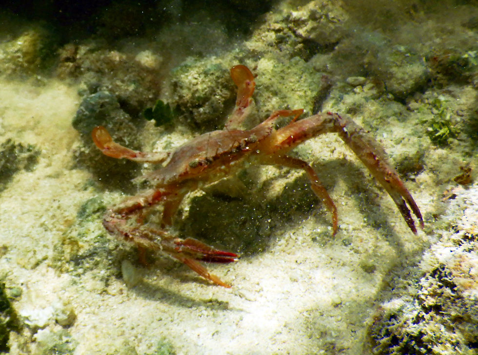 red swimming crab