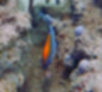dusky damselfish juvenile