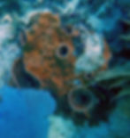 encrusting sponges 2