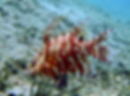 juvenile hogfish