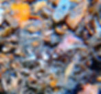 lynx nudibranch first sighting