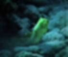 moray eel on the lookout