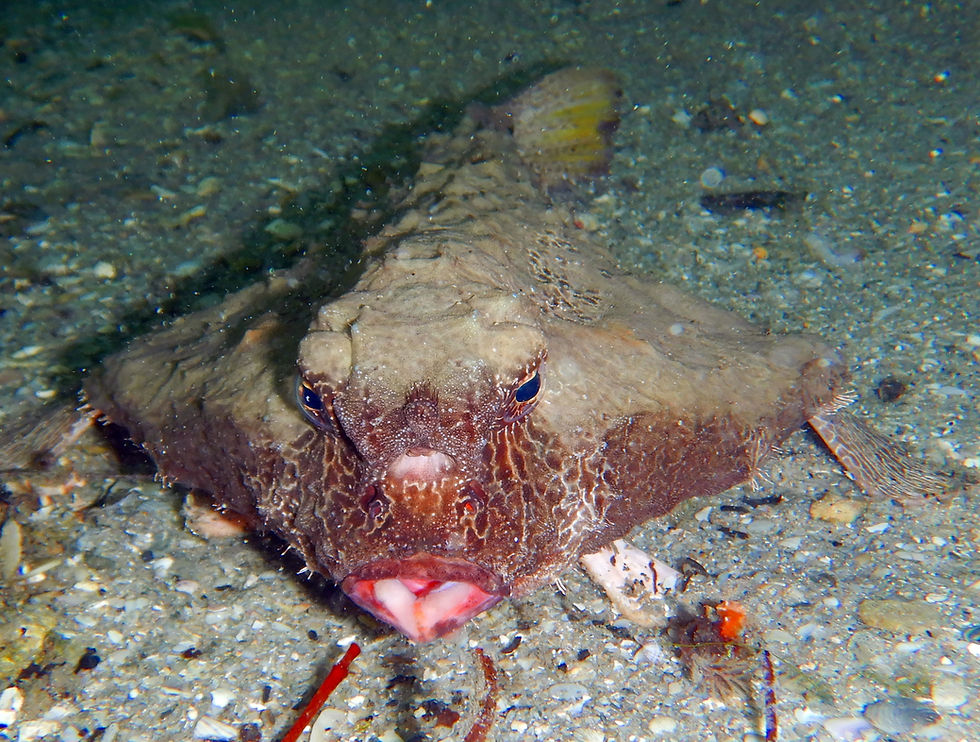 batfish