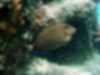 brown surgeonfish