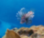 lionfish