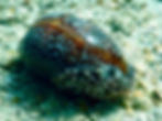 atlantic deer cowrie (2)