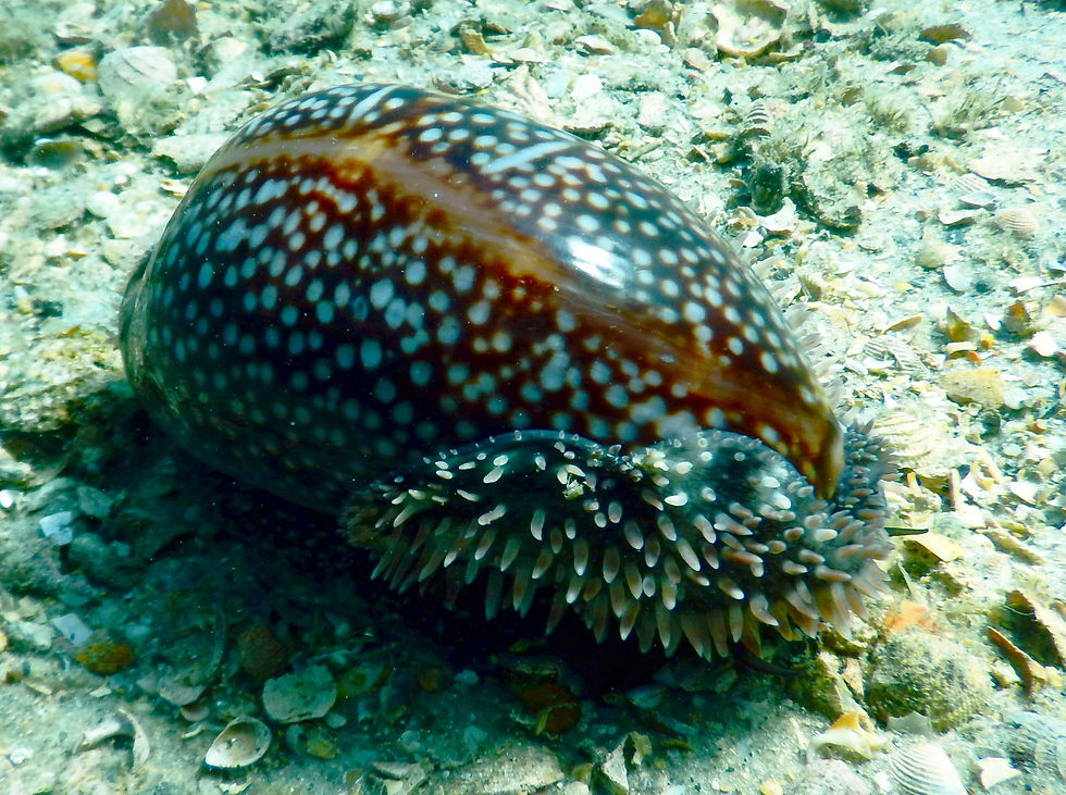 atlantic deer cowrie (2)