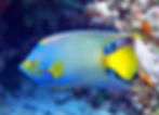 queen angelfish (3)