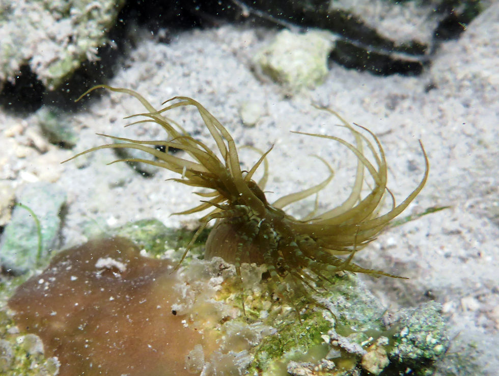 tube dwelling anemone
