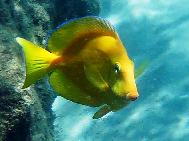 blue tang transitioning mart