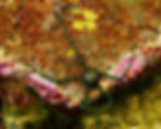 banded-arm brittle star