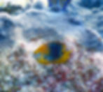 three-spot damsel terminal phase