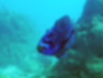 midnight parrotfish (2)
