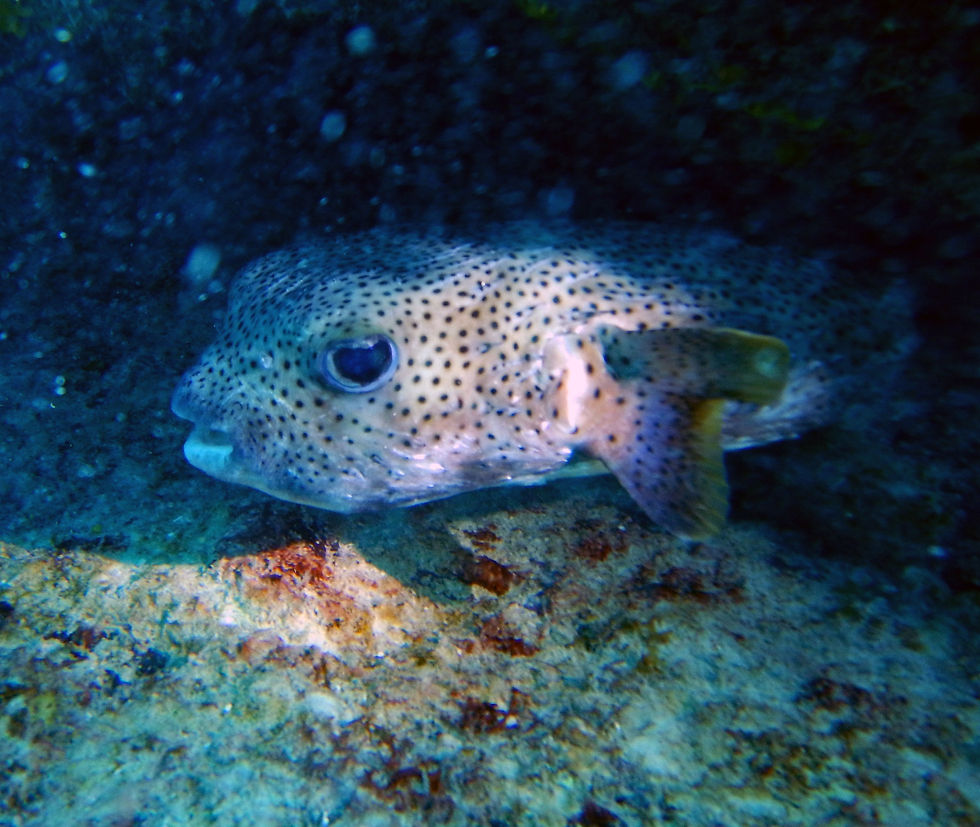 porqupinefish