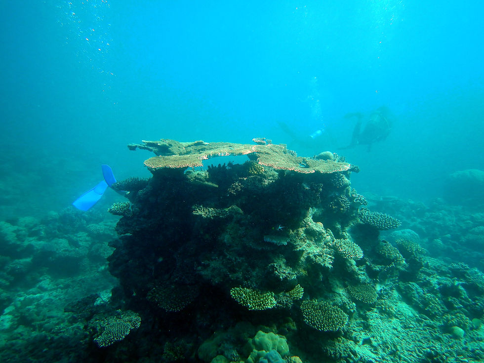 corals of the great barrier reef (850)
