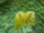 christmastree worm 11