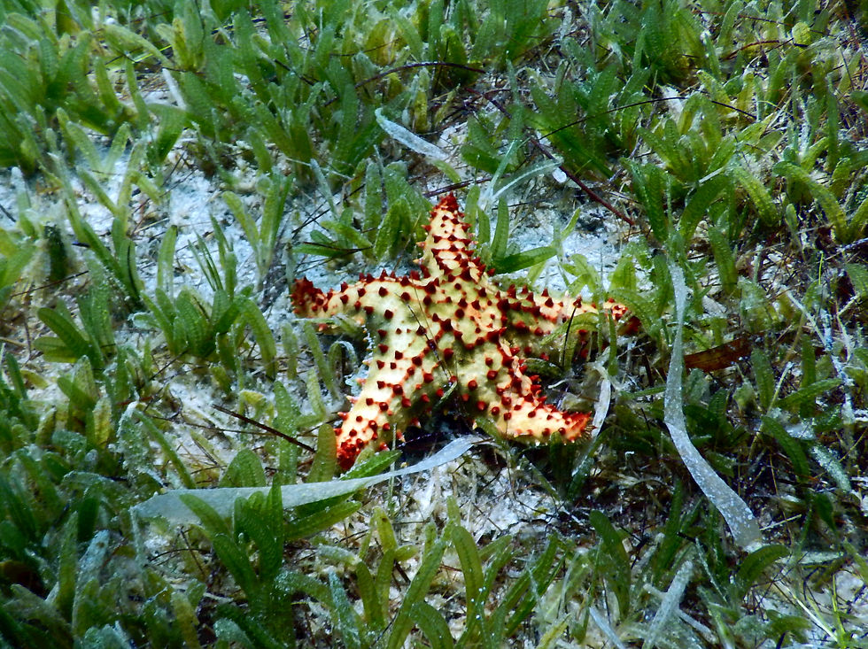 cushion sea star