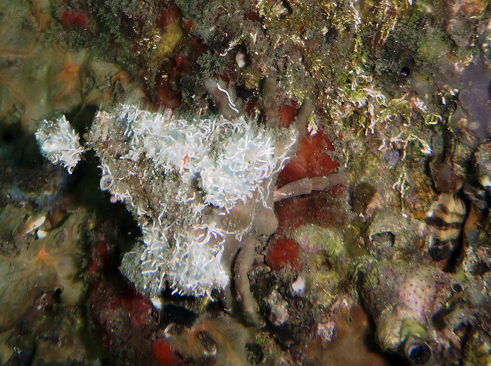 decorator crab (9)