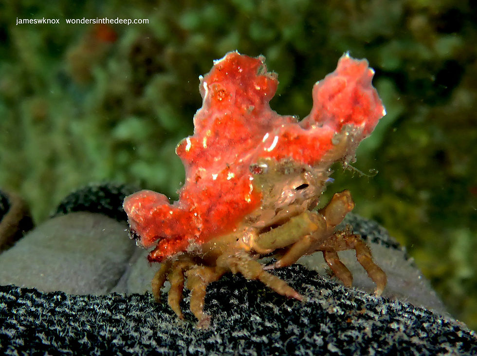 a decorator crab