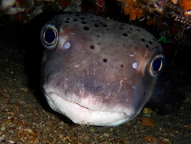 porqupine fish