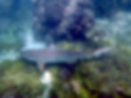 black tip reef shark