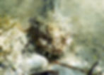 toadfish 32