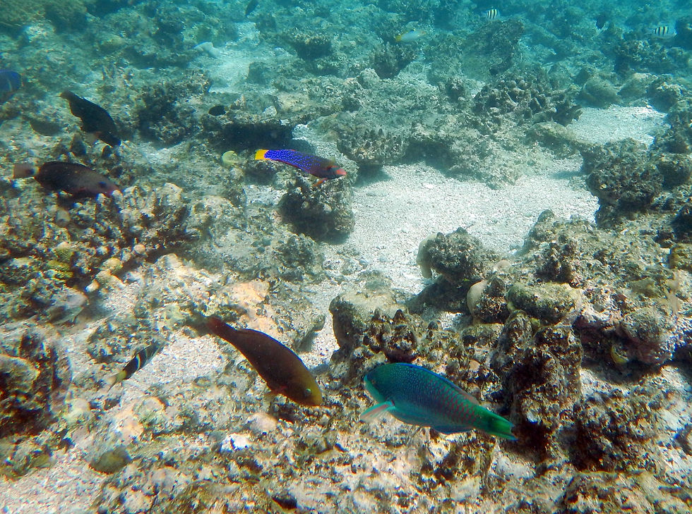 yellowtail coris (T) with colorful frien