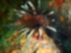 lionfish 3