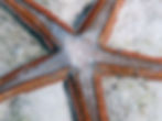 two-spined sea sar