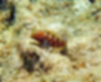 combtooth blenny