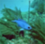 blue chromis