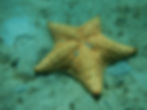 cushion seastar