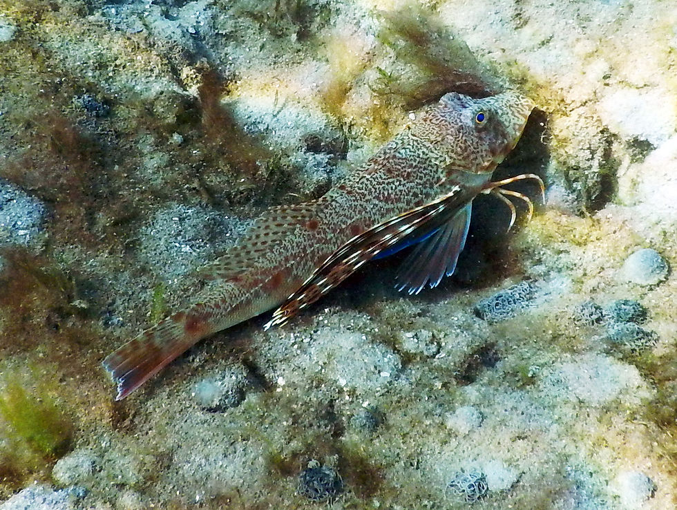 bluespotted searobin 