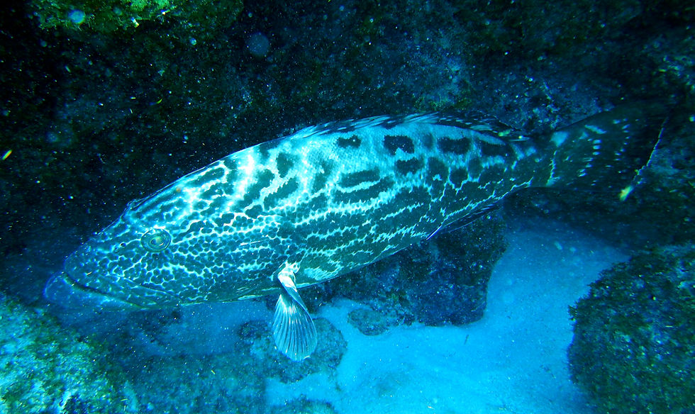 black grouper