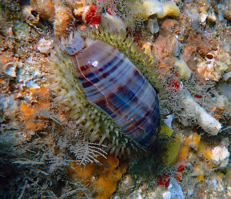 atlantic cowrie 1