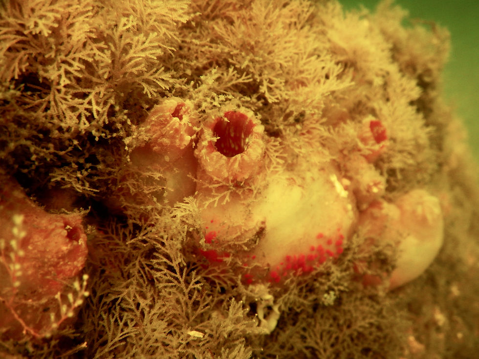 giant tunicate (2)