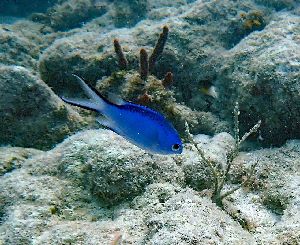 blue chromis