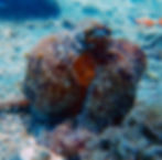 common octopus 2