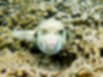 white-spotted puffer frontal