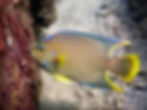 blue angelfish (3)