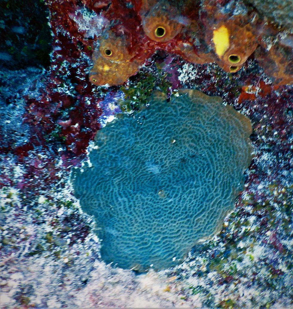 lettuce coral