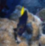 yellowtail damselfish (5)