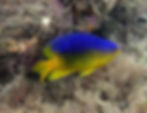 cocoa damselfish young adult