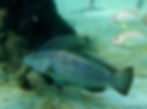 black grouper (2)