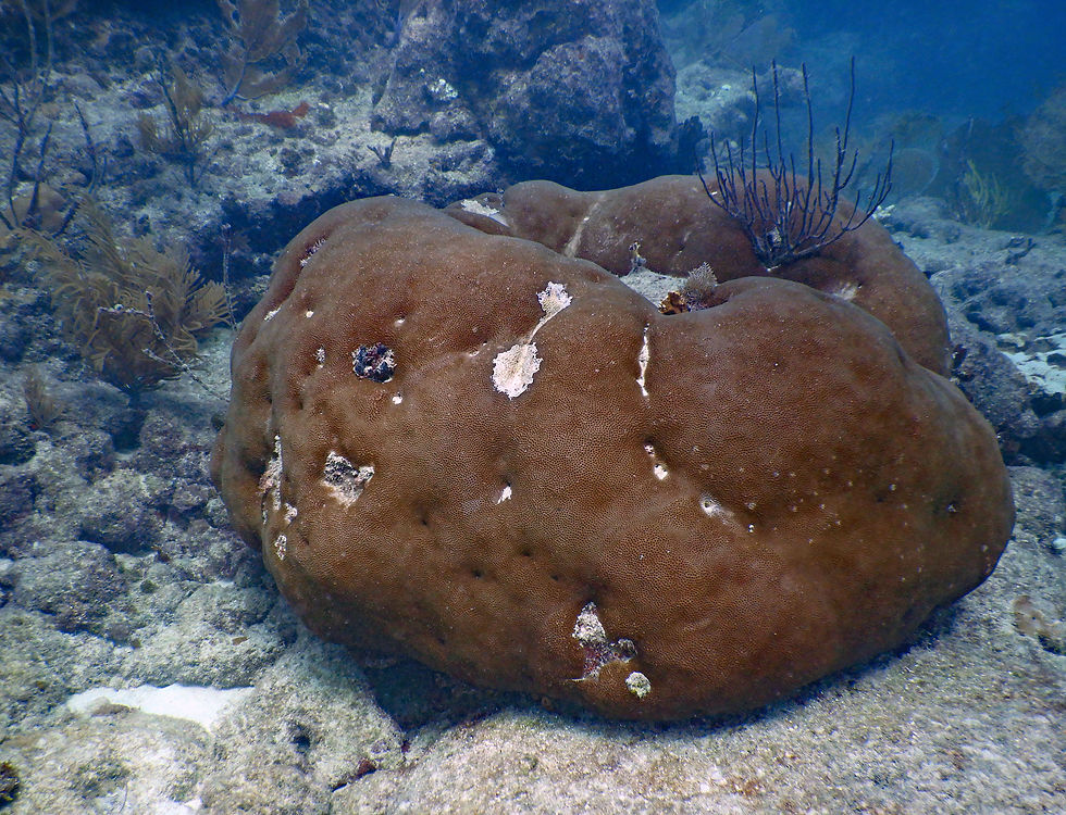 smooth star coral