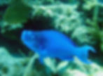 blue parrotfish 3